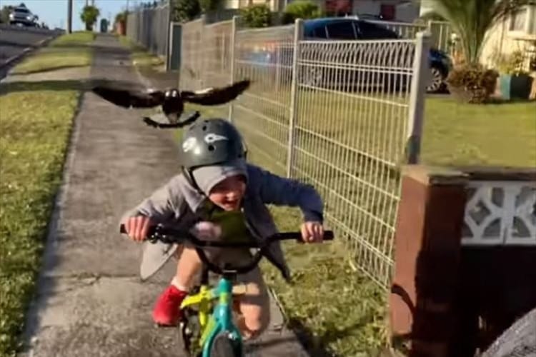 鳥に襲われる少年･･･その後どこかへ飛んで行ったかと思いきや、さらなる恐怖に直面！