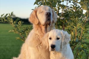 両目が見えない犬を献身的に支える親友の子犬。心温まる深い絆が話題に！