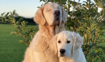 両目が見えない犬を献身的に支える親友の子犬。心温まる深い絆が話題に!