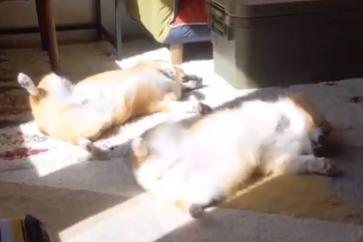 お腹をワシャワシャしたい！「へそ天」ポーズで陽に当たるコーギーたちが何回見ても飽きない(笑)