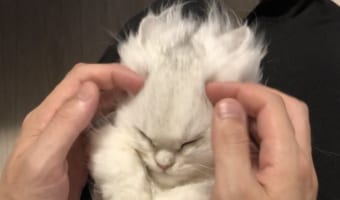 戦闘力がみるみる上昇！？愛猫がスーパーサイヤ猫に変身する瞬間がカッコイイと話題に！