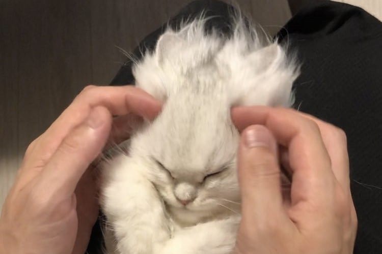 戦闘力がみるみる上昇！？愛猫がスーパーサイヤ猫に変身する瞬間がカッコイイと話題に！