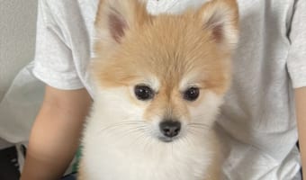 可愛いポメラニアンが、あのお笑いコンビのギャグを炸裂させて話題に!