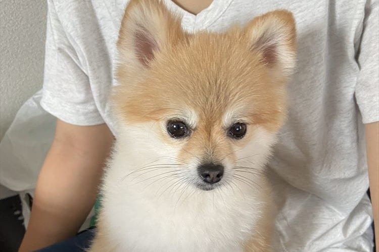 可愛いポメラニアンが、あのお笑いコンビのギャグを炸裂させて話題に！