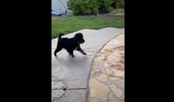 ひょっとして水の上を歩けると思っていた！？ワンコに訪れた突然の悲劇に一同爆笑！