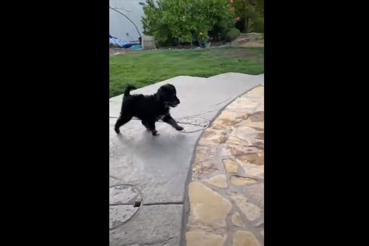 ひょっとして水の上を歩けると思っていた！？ワンコに訪れた突然の悲劇に一同爆笑！