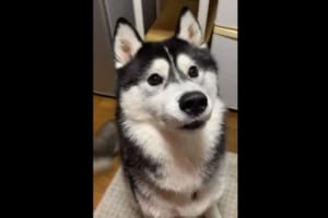 オヤツを待ってる時の「しっぽパタパタ」がめちゃめちゃ可愛いと話題に！