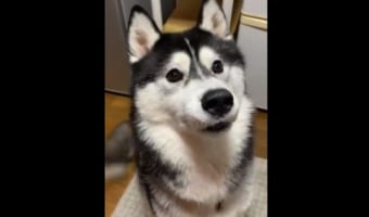 オヤツを待ってる時の「しっぽパタパタ」がめちゃめちゃ可愛いと話題に!