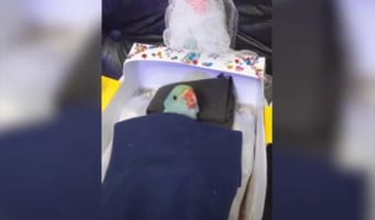 飼い主が手作りしたミニチュアベッドで眠るオウムが可愛すぎる!二度寝の瞬間も必見(笑)