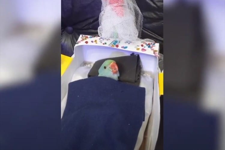 飼い主が手作りしたミニチュアベッドで眠るオウムが可愛すぎる！二度寝の瞬間も必見(笑)