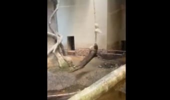 ぐるぐると回り続ける姿に目が釘付け!福岡市動物園名物“回転カワウソ”が話題に!