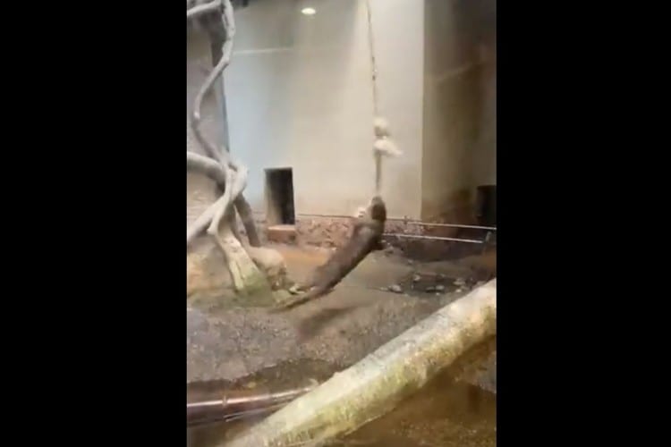 ぐるぐると回り続ける姿に目が釘付け！福岡市動物園名物“回転カワウソ”が話題に！