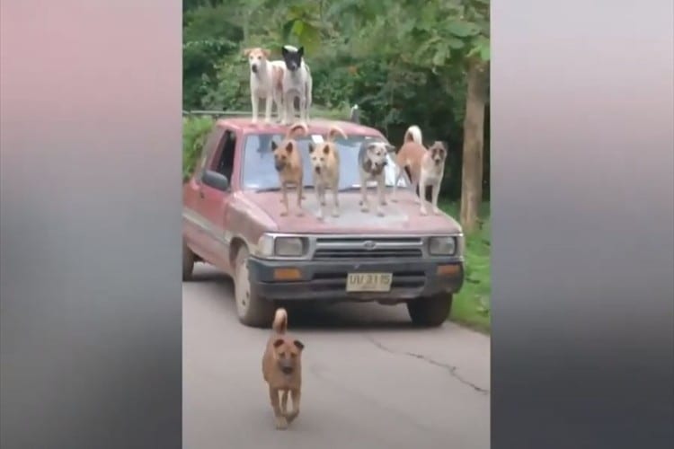 さすがワンコ王国！タイに住む男性がペットのワンコたちと斬新すぎる車移動(笑)