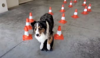 スケボーが上手すぎるワンコが話題に!別のスケボーに乗り換える技とドヤ顔も必見(笑)