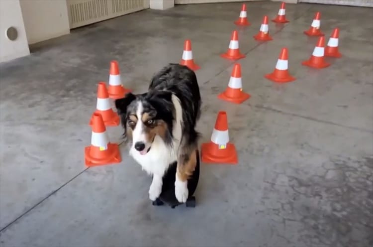 スケボーが上手すぎるワンコが話題に！別のスケボーに乗り換える技とドヤ顔も必見(笑)