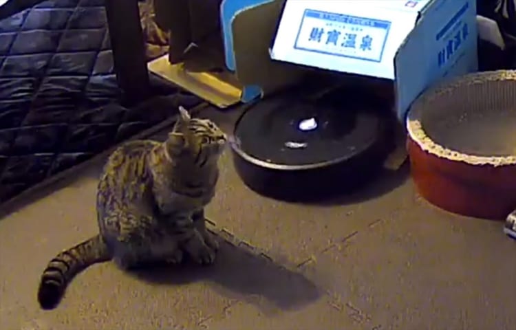 ルンバから動けなくなったって連絡がきて、カメラで確認してみると犯人は･･･(笑)