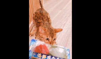 第一次刺し盛り戦争勃発!?食いしん坊のニャンコと飼い主の鬼気迫る攻防が話題に!