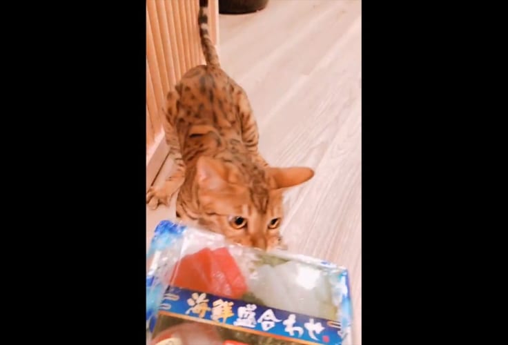 第一次刺し盛り戦争勃発！？食いしん坊のニャンコと飼い主の鬼気迫る攻防が話題に！