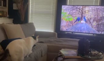 テレビに映っている鳥を捕まえようとした!?ニャンコが見せた驚きの行動に爆笑(笑)