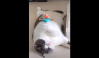 ダイエットしないとニャン!ぽっちゃりニャンコのグダグダな暮らしぶりが話題に!