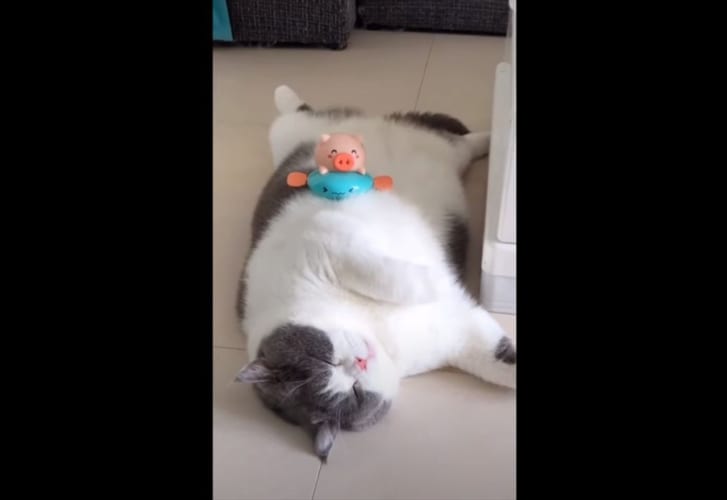 ダイエットしないとニャン！ぽっちゃりニャンコのグダグダな暮らしぶりが話題に！