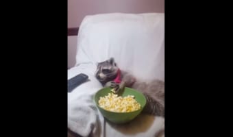 テレビを見ながらポップコーンをつまむアライグマがまるでオッサン(笑) 他のシーンも必見!