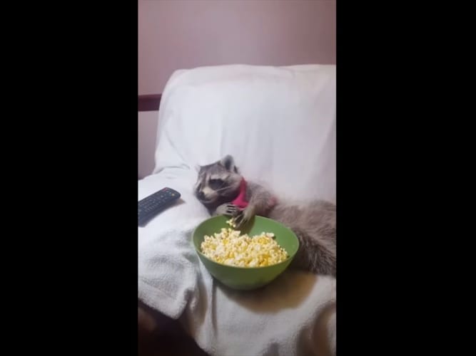 テレビを見ながらポップコーンをつまむアライグマがまるでオッサン(笑) 他のシーンも必見！