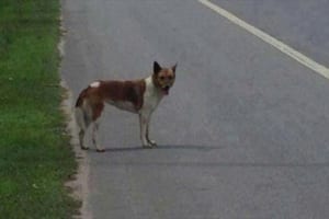 飼い主に捨てられたのに2か月間その場で待ち続けた健気な犬の物語