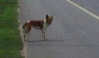 飼い主に捨てられたのに2か月間その場で待ち続けた健気な犬の物語