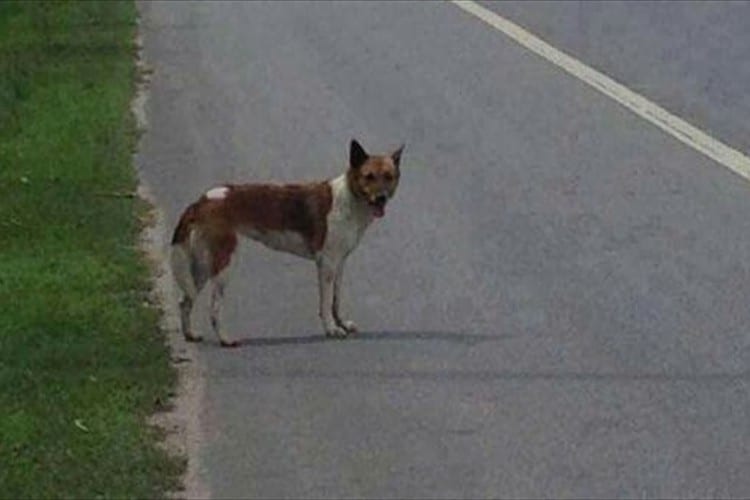 飼い主に捨てられたのに2か月間その場で待ち続けた健気な犬の物語