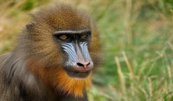 赤い鼻筋で派手な顔の「マンドリル」!でもなんでそんな派手な顔つきなの?
