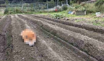 収穫したい人はどうぞ(笑) とある畑で野菜のように実った柴犬が話題に！