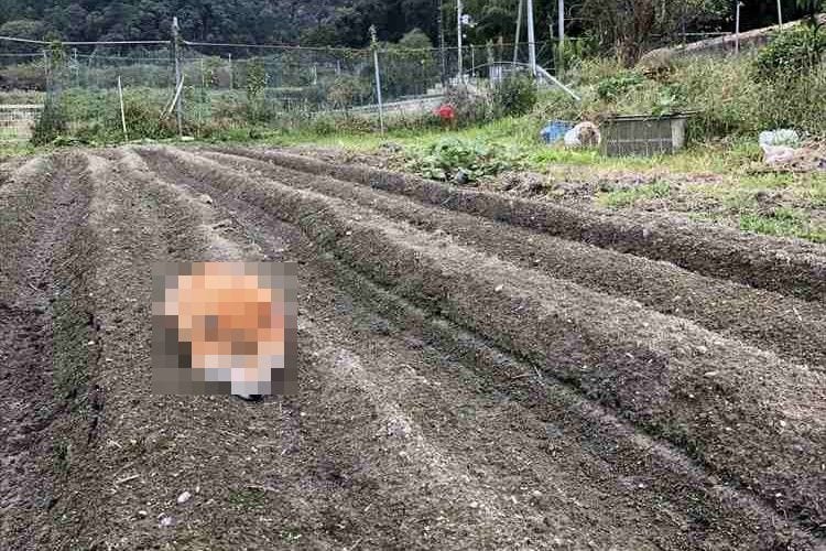 収穫したい人はどうぞ(笑) とある畑で野菜のように実った柴犬が話題に！