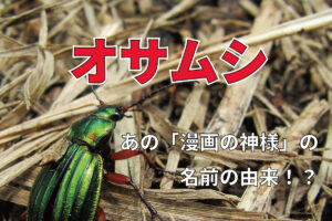 「オサムシ」の「オサ」は何のこと？あの有名人の名前の由来って本当？