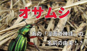 「オサムシ」の「オサ」は何のこと?あの有名人の名前の由来って本当?