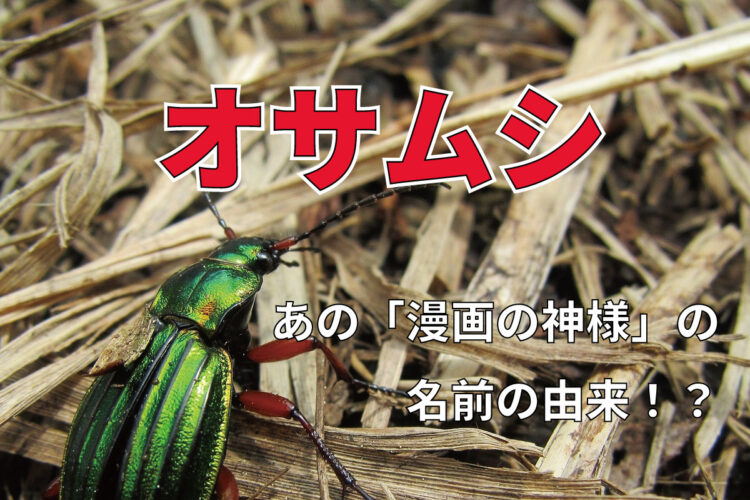 「オサムシ」の「オサ」は何のこと？あの有名人の名前の由来って本当？