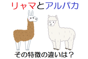 アンデスに住む動物「リャマ」と「アルパカ」の違いはどこにある？その特徴を比べてみた！