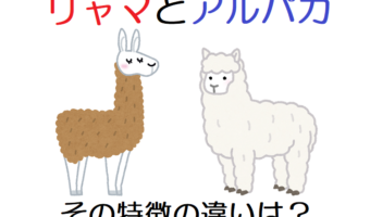アンデスに住む動物「リャマ」と「アルパカ」の違いはどこにある?その特徴を比べてみた!