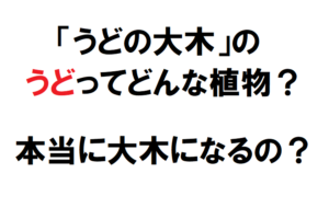 「うどの大木」の「うど」ってどんな植物？本当に大木になるの？？