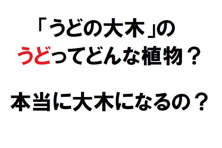 「うどの大木」の「うど」ってどんな植物？本当に大木になるの？？