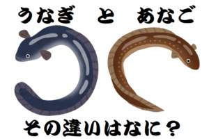 ヌルヌルした魚の「ウナギ」と「アナゴ」その違いは何？
