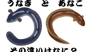ヌルヌルした魚の「ウナギ」と「アナゴ」その違いは何?