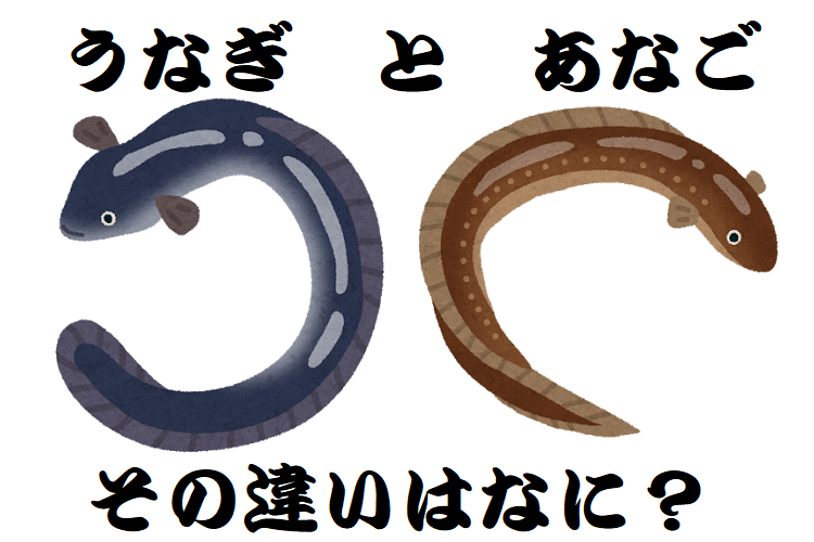 ヌルヌルした魚の「ウナギ」と「アナゴ」その違いは何？