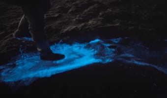 【動画】ヤコウチュウが大量発生した海がとても幻想的!しかし、実は昼間は赤潮