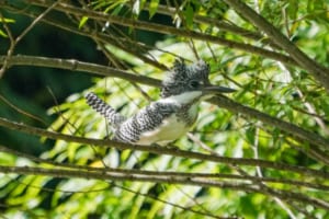 まるでモヒカン！立派な羽冠の「ヤマセミ」は体もデカい！