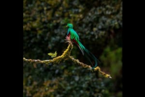 「ケツァール」、それはアステカで神の使いとされた緑色の美しい鳥