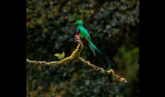 「ケツァール」、それはアステカで神の使いとされた緑色の美しい鳥