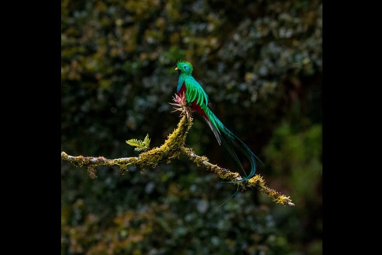 「ケツァール」、それはアステカで神の使いとされた緑色の美しい鳥
