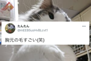 まるで紅白の豪華衣装みたい！胸元の毛がめちゃくちゃゴージャスなニャンコが話題に