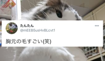 まるで紅白の豪華衣装みたい!胸元の毛がめちゃくちゃゴージャスなニャンコが話題に